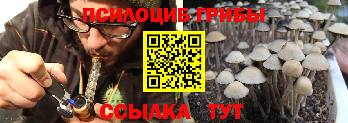 Псилоцибиновые грибы Cubensis  Вход с VPN  Сочи 